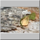 Megachile centuncularis - Blattschneiderbiene 02e 10mm - Totholznest verschlossen - Sandgrube Niedringhaussee.jpg